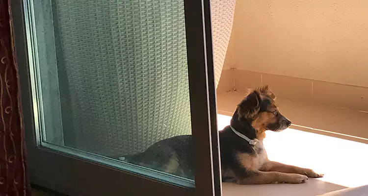 French Door Pet Screen Repair in Meadow Woods, FL